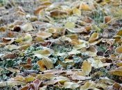 Приметы и обряды на 1 ноября – Иванов день