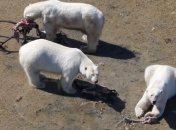 Голодные белые медведи охотятся на оленей и гусей 