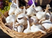 Большую роль в выращивании чеснока играют подкормки и уход