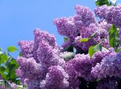 Обильное цветение сирени характерно для весны, а не для осени