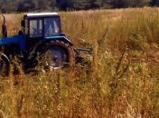 Возле Северодонецка нашли поле с коноплей на 8 млн. грн