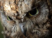 Совы будут жить в киевском зоопарке