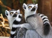 Лемуры могут изчезнуть из-за вырубки лесов и глобального потепления