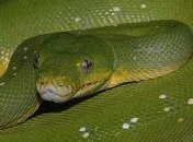 ТОП 10: Самые большие змеи в мире (Фото)