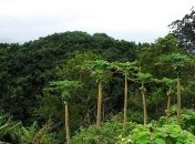 Великобритания создаст заповедник в Атлантическом океане