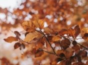 Свято 2 листопада: народні прикмети і заборони