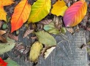 Лунный посевной календарь с 28 октября по 3 ноября 2019 года