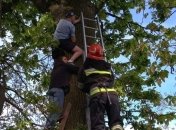 В Ровенской области мужчина полез за котом и застрял на дереве