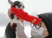 ВОЗ: Домашние животные могут быть носителями коронавируса