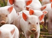 Африканская чума с разгоном убивает свиней