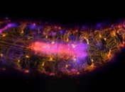 Биологи сняли на видео работу нейронов внутри личинки дрозофилы (Видео)