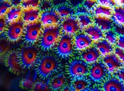 Коралл "Зоантус"