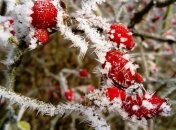 Синоптики попередили про заморозки 13-14 квітня