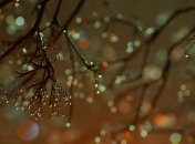 Прогноз погоды на 12 марта: в Украине ожидаются весенние дожди