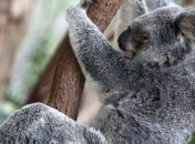 В этом им помогли коалы: ученые определили, как ДНК защищается от ретровирусов