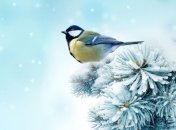 Погода в Украине на 5 января: сильный мороз и ветер 