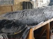 На Волыни пытаются спасти уникальную лодку времен Киевской Руси