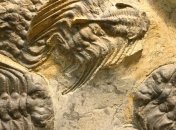 Трилобиты могли откладывать яйца и оплодотворять их через голову