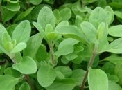 5 трав, которые помогут легким и облегчат дыхание 