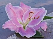 У Чорнобильській зоні зацвіли рожеві лілії