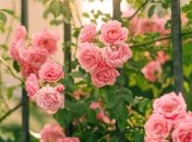 Чаще всего розы не цветут из-за ошибок садовода