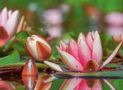 Новое исследование: как растения реагируют на нападение? (Видео)