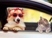 Гороскоп переїздів для Овна, Близнюків та Скорпіона на лютий 2023 року