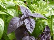 Сам Бог послал на землю это растение 