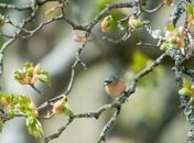 Погода в Украине 21 апреля: значительное похолодание, местами дождь