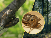 Колаж "Телеграф"