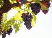 Виноград полезен для зубов