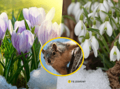 В первый день весны в Украине прогнозируются ночные заморозки