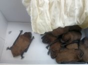 Летучие мыши