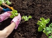 Что посадить осенью на огороде