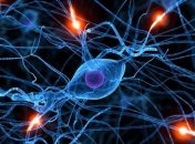 Психотерапевты опровергли основные мифы о нервной системе