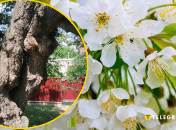 Черешне уже исполнилось более 100 лет