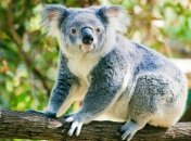 Ученые решили изучать только красивых животных 