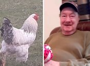 Фермер и убивший его петух