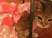 Позитивные люди: хозяева отпраздновали 15-летие кошки грандиозной вечеринкой