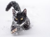 Через зимние снегопады все хвостатые "проходят" по-разному