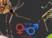 Ученые нашли "генетическое оружие" для изменения пола комаров