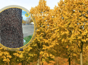 Липовые клопы на дереве