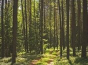 Под Одессой женщина с младенцем пряталась от врачей в лесу, ребенок умер