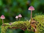 Важный шаг для медицины: созданы бактерии из "волшебного гриба" 