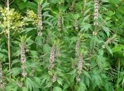 Удивительные свойства пустырника 