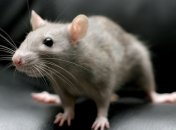 Ученые нашли способ замедлить естественное старение