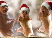 Прикольные поздравления к Новому году 2015 в стихах