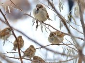 Украину будет штормить: синоптики обещают много снега и гололед 