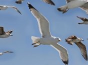 Повышение уровня моря станет причиной сокращения популяций птиц