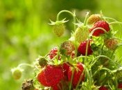 9 июля 2015, приметы дня. Земляника, тренинг терпения и секрет получения кредитов